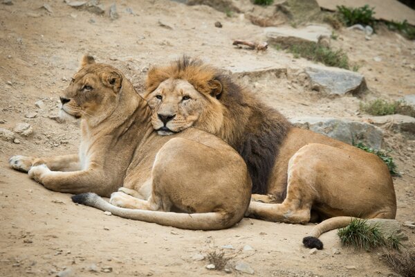 Vacation of a couple of beautiful lion and lioness