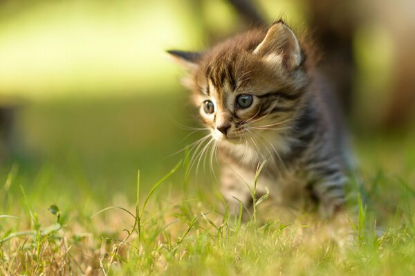 Gatito rayado en hierba verde