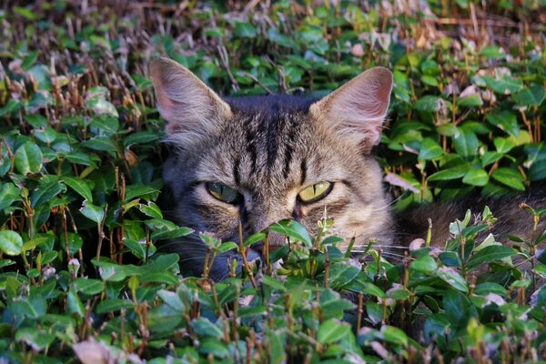 Die Schnauze der Katze ist im Gras zu sehen, wahrscheinlich sitzt sie im Hinterhalt