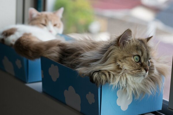 Hauskatzen in blauen Kartons auf der Fensterbank