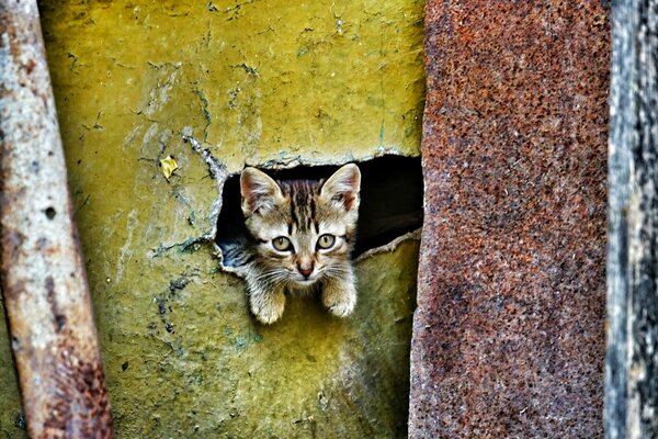 Baby kitten with beautiful eyes