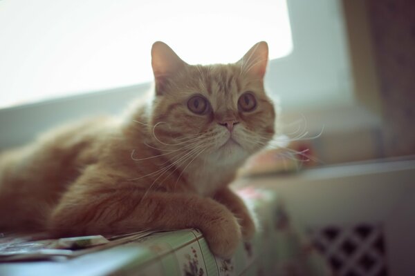 A red-haired mustachioed cat with brown eyes