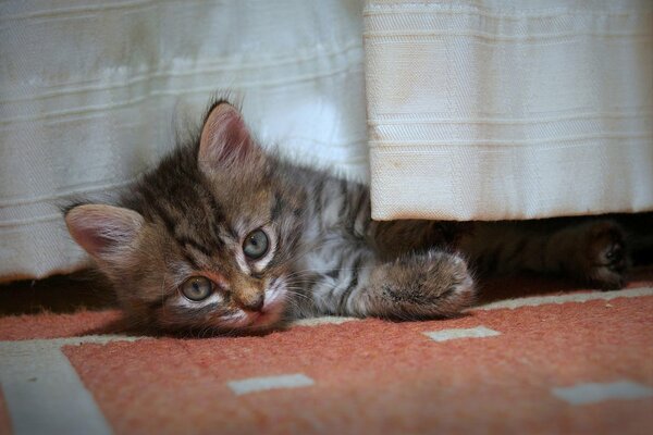 Pequeño gatito durmiendo en la alfombra