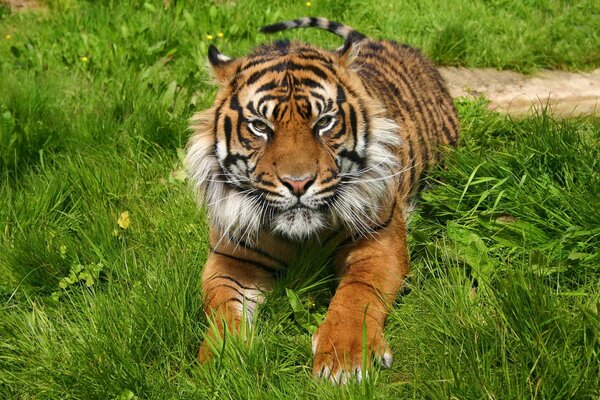 A big tiger s face is lying on the grass