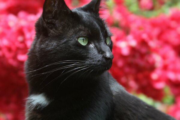 Gato negro con ojos verdes