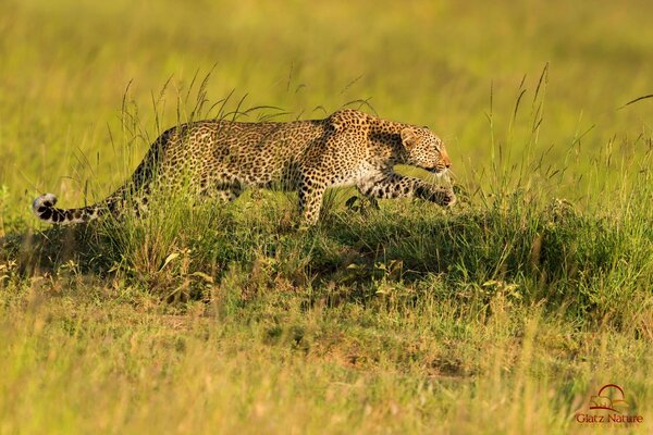 Leopardo predatore caccia savana