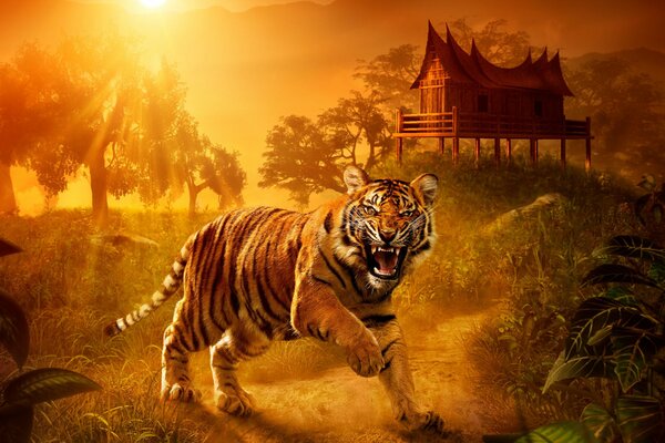 Art Tiger geht während des Sonnenuntergangs in der Natur spazieren