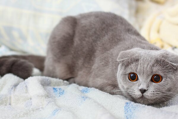 Die süßeste Katze mit schönen Augen