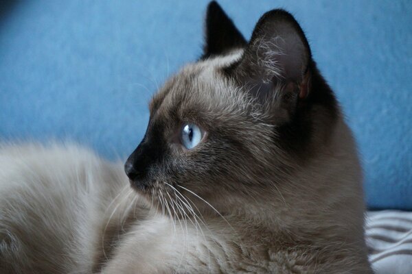 Gato siamés sobre fondo azul