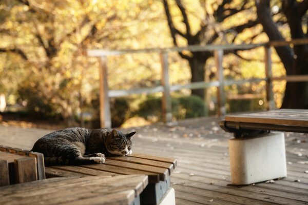 Gatto che dorme su una panchina