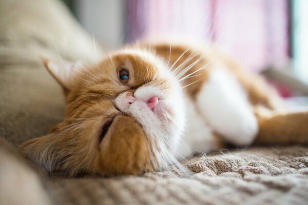 Schöne rothaarige Katze liegt auf der couch