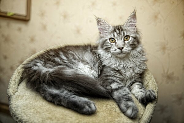 Eine Katze posiert für einen Fotografen