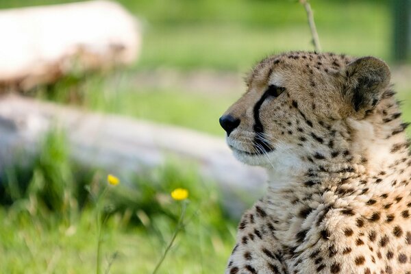 Petit guépard bouchent