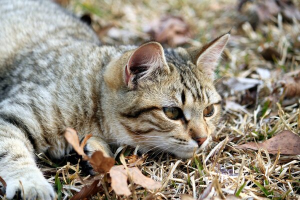 A cat lying with its muzzle on the grass