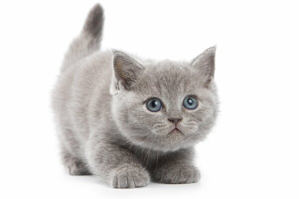 Chaton gris se cachant sur fond blanc