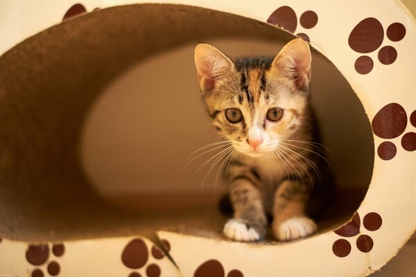 Gatto seduto nella sua casa