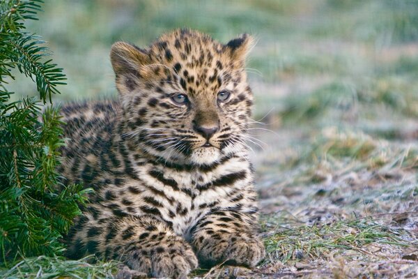 The Amur leopard kitten is sitting near a fir tree