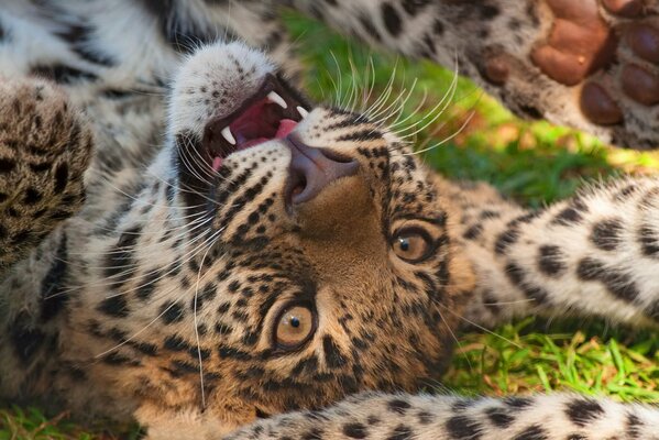 Ein Leopard spielt mit dem Schwanz eines anderen Leoparden