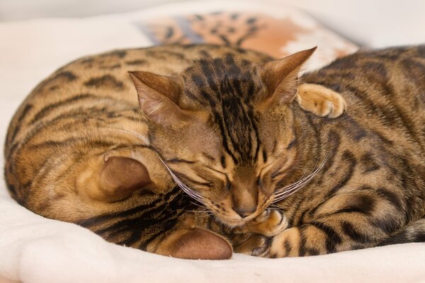 Bengali cat sleeping in an embrace