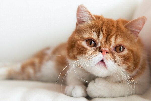 La mirada seria del gato Boris