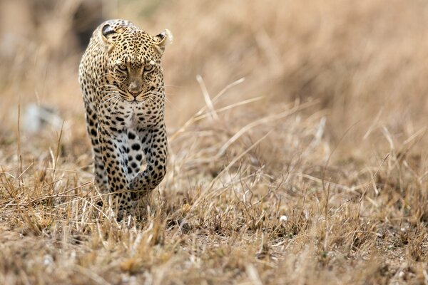 Sabana rapaz leopardo viene