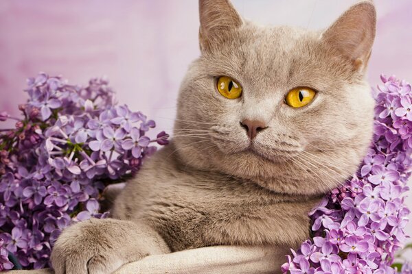 A gray cat with yellow eyes lies impressively in lilac flowers on a purple background