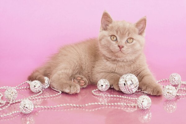 British Shorthair joue avec une guirlande sur le sol du salon