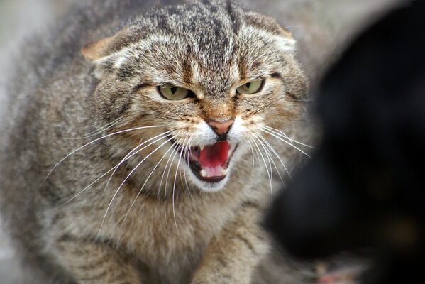 Regard de chat en colère sur le chien