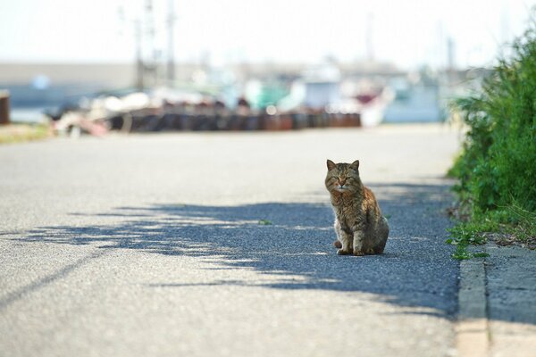 Pequeño gatito sentado en la carretera