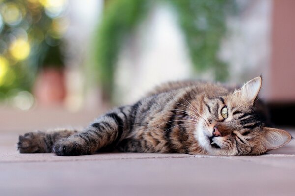 Il gatto giace e fa l occhiolino con un occhio. Il gatto ha aperto la bocca e la zanna è visibile