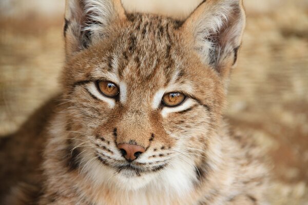 Un hermoso lince Mira y sonríe 