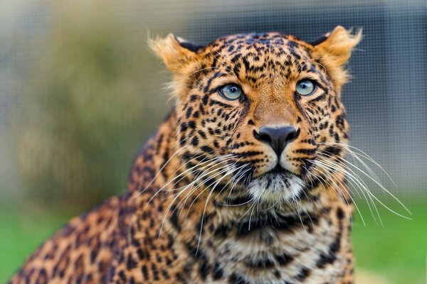 La mirada del leopardo de Amur en la naturaleza