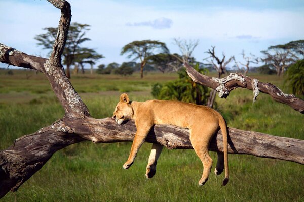 Lionne dormant sur un arbre sec