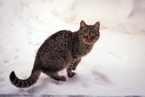 Gato oscuro en la nieve blanca