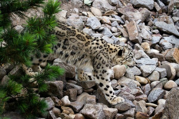 Ein Schneeleopard schleicht sich durch die Felsen