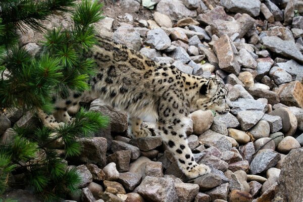 Snow leopard makes its way over the rocks