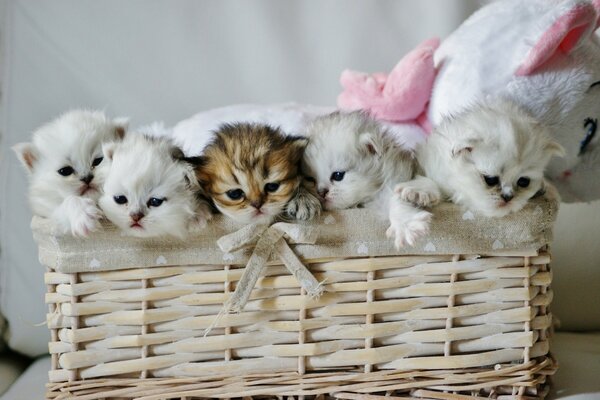 Chatons avec un chat en peluche dans un panier