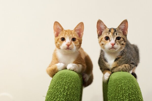 Gattini carini in posa per una foto