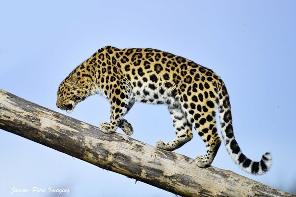 Gatto selvatico leopardo su un tronco