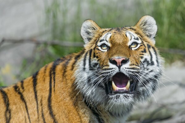 La tigre dell Amur mostra le zanne