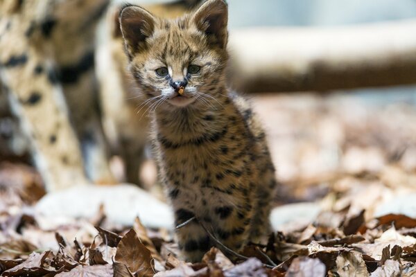 Baby serval hunting in the leaves