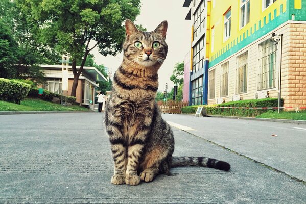 Katze auf der Straße des Tigers Malbuch