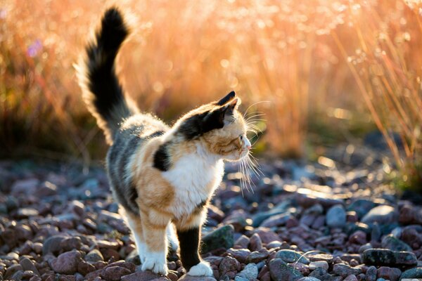 Dreifarbige Katze auf einem Spaziergang