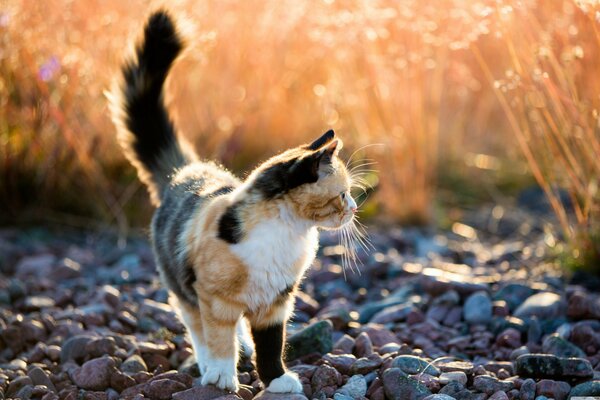 Трехцветная кошка на прогулке