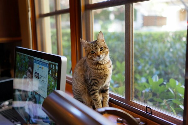 Chat assis près de l ordinateur sur la fenêtre