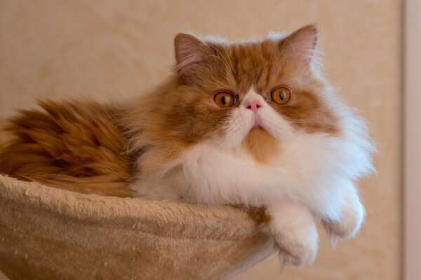 Persian fluffy cat posing