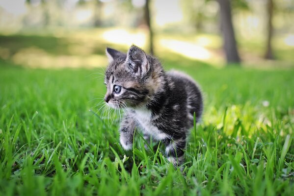 Серый котенок на траве летом