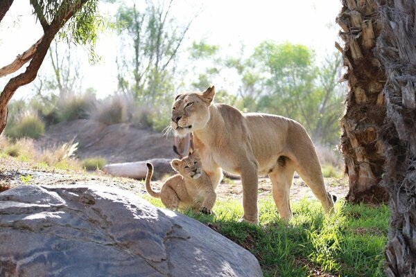 Lwiątko ze swoją matką lwicą w naturalnych warunkach życia