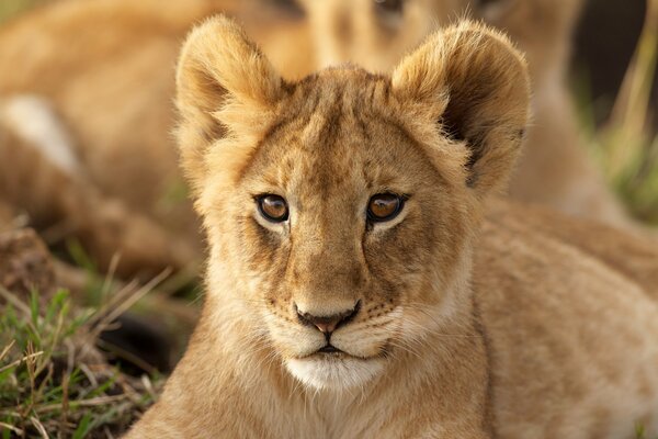 Lo sguardo intelligente di una giovane Leonessa