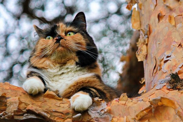 Разноцветная кошка на дереве